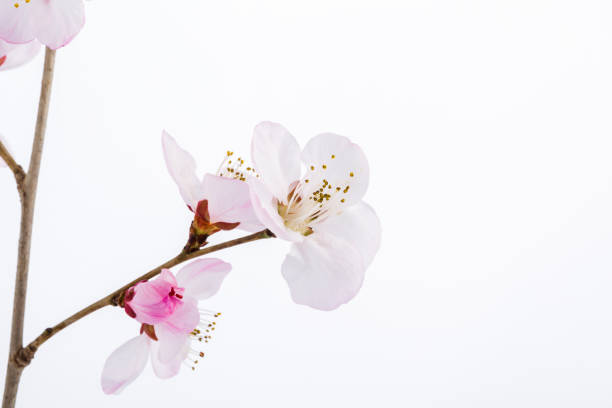 istock Peach blossom flowers. Indoor, studio shot 1137954602