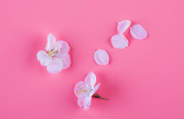 istock Peach tree branch with flowers on a pink background 1137954744