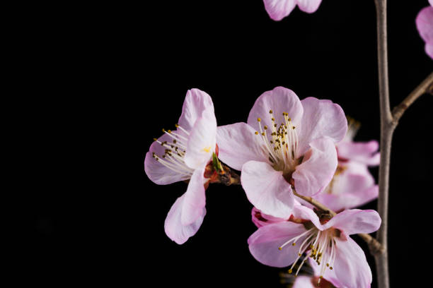 istock Peach blossom on black black ground 1137954812