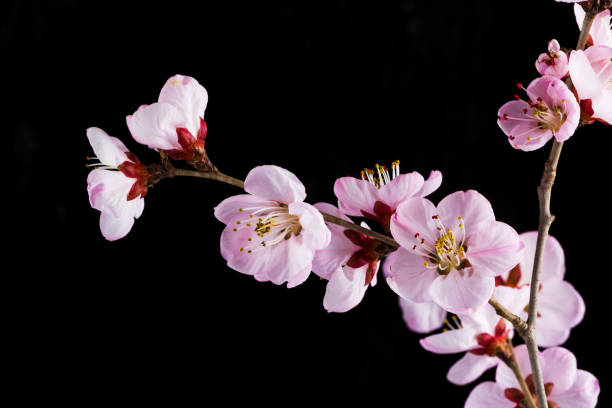istock Peach blossom on black black ground 1137954822