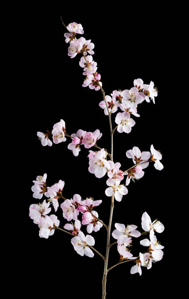 黒地に花が咲く桃の木の枝 - branch blossom flower peach tree ストックフォトと画像