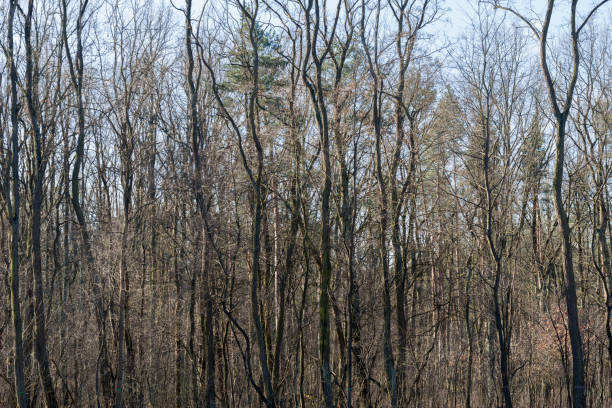 bare robinia pseudoakacia trees in forest  on sunny day
