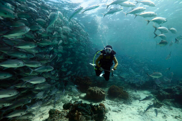 istock Female diver in a school of fish. 1137954918