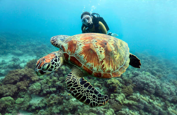 mergulhador fêmea com uma tartaruga no primeiro plano. - sipadan island - fotografias e filmes do acervo