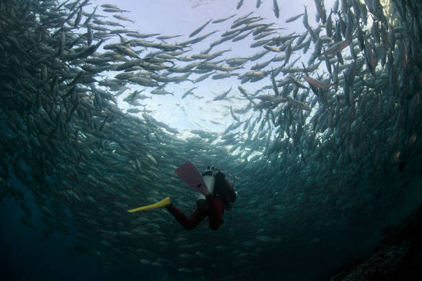 istock Female diver in a fish ball. 1137954932