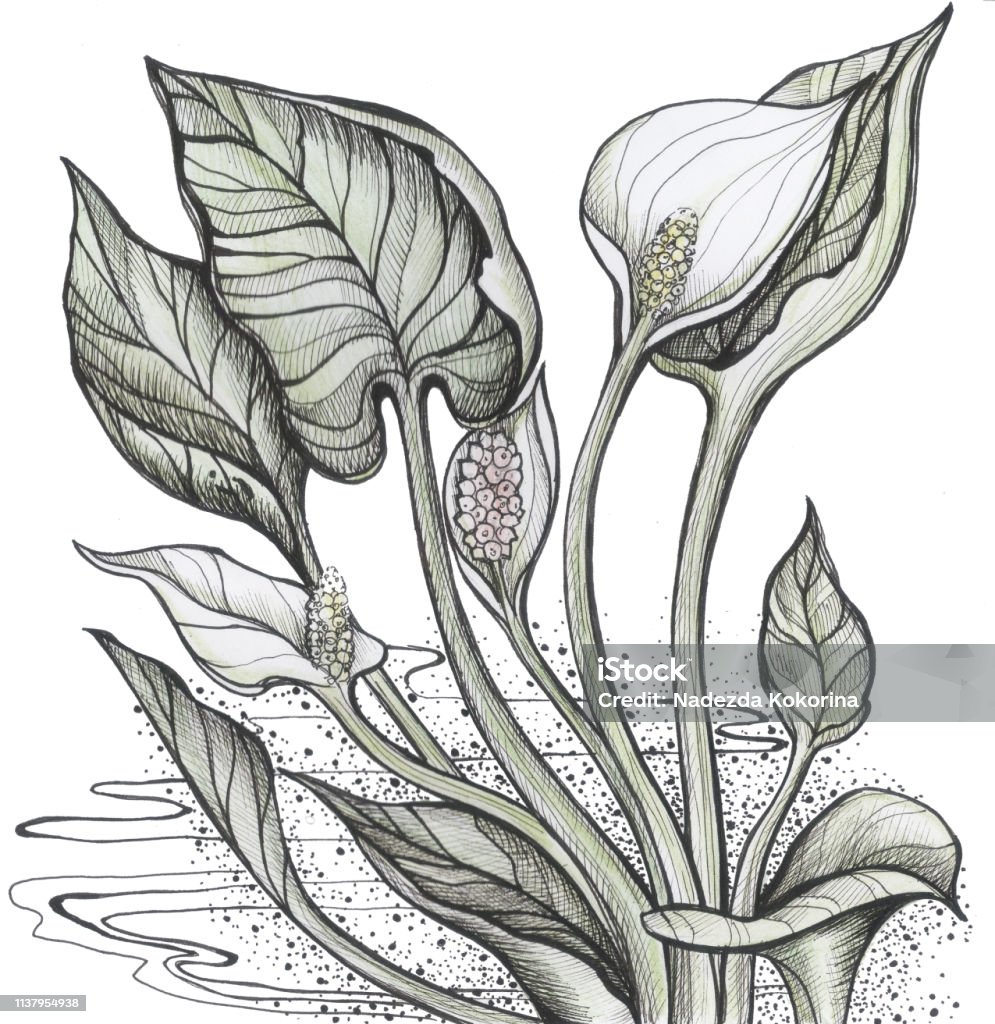 Calla marsh Calla marsh card flowers Abstract stock illustration