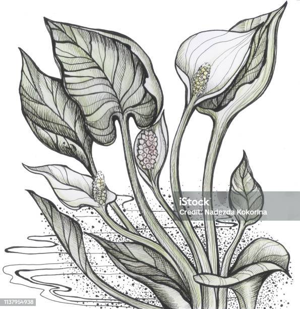 Calla Marsh Stock Illustration - Download Image Now - Abstract, Art, Arum Lily