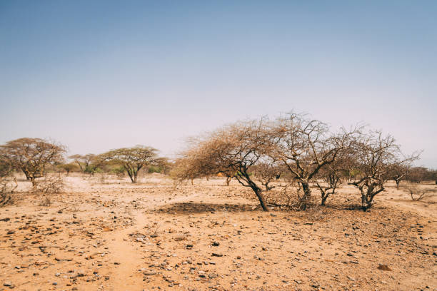 istock Trees in plains of Africa 1137955451