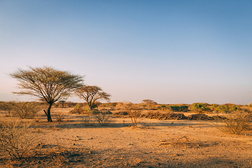 Desert trees in plains of africa under clear sky and dry floor with no water