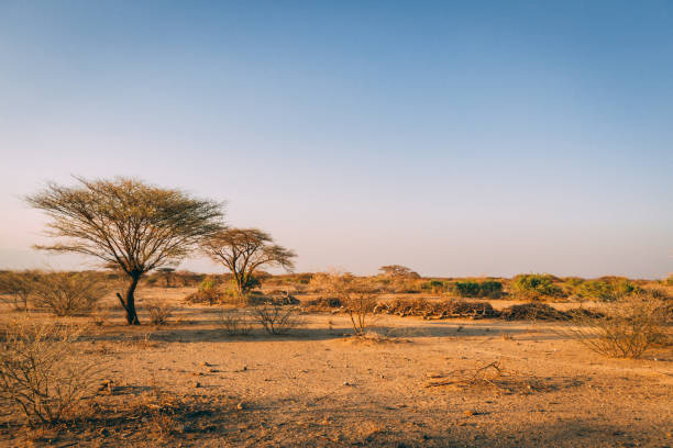 Trees in plains of Africa Desert trees in plains of africa under clear sky and dry floor with no water south photos stock pictures, royalty-free photos & images
