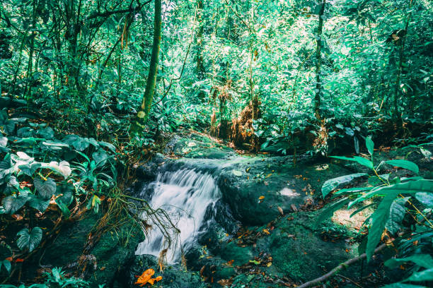 istock stream meadow in green rainforest 1137955784