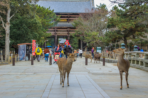 2013.01.05, Nara, Japan. Cute young deers walking in the park of Nara among the tourists.