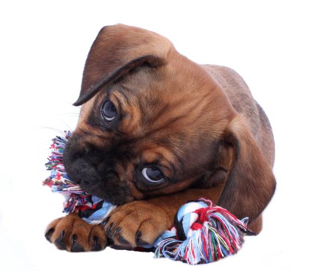 istock Puppy of Mix Breeds 1137956455