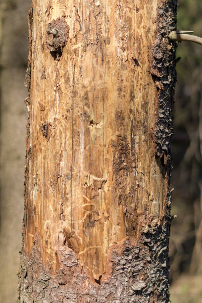 istock Wood affected with woodworm Ips typographus. Damaged tree trunk close up. Destroyed bark tree rugged structure 1137956853