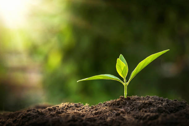 istock young plant growing with sunshine in nature 1137956974