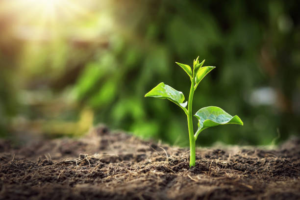 istock young tree growing in garden with sunrise. eco concept earth day 1137956975