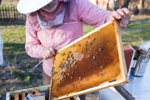 Beekeeper in early spring treating beehive