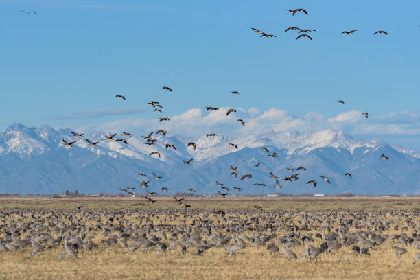 istock Migrating Greater Sandhill Cranes in Monte Vista, Colorado 1137957070