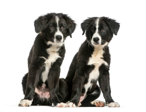 istock Border Collie, 3 months old, sitting in front of white background 1137957917