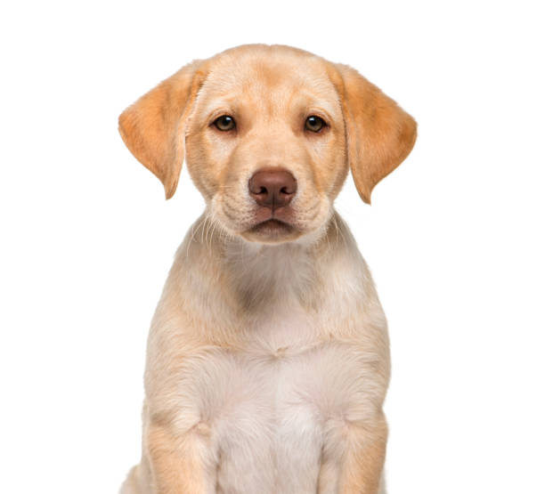 istock Labrador Retriever, 2 months old, sitting in front of white background 1137957919