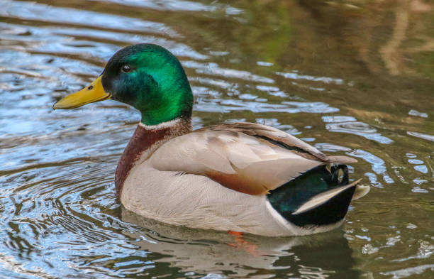 istock Mallard on Titchfield Canal Path 1137957991