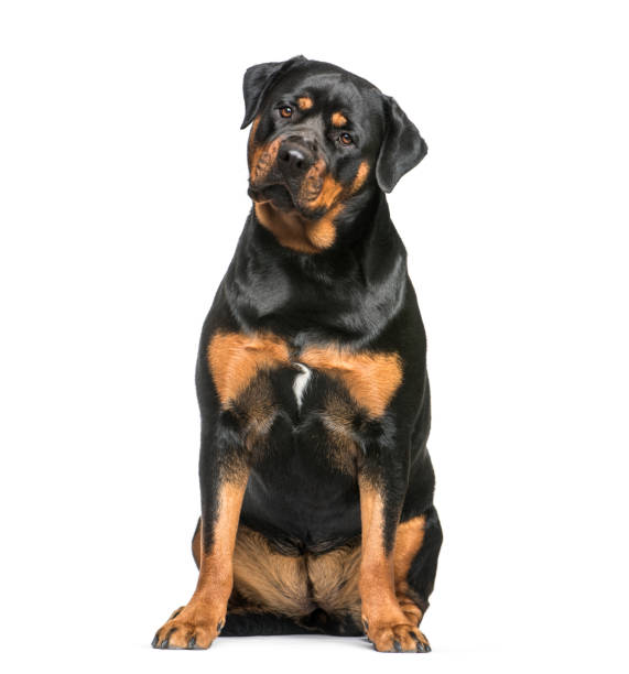 istock Rottweiler, 1 year old, sitting in front of white background 1137958007