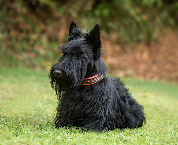 istock Scottish Terrier, 2 years old, in park 1137958015