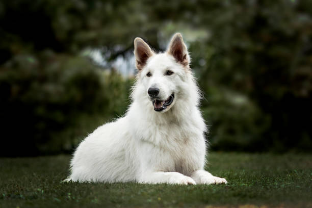 istock White Swiss Shepherd, 3 years old, in park 1137958024