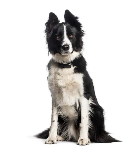 Photo of Border Collie, 1 year old, sitting in front of white background