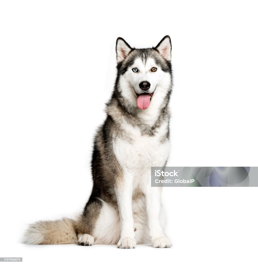 Siberian Husky, 9 months old, sitting in front of white background Husky Dog Stock Photo