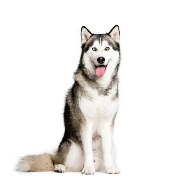Photo of Siberian Husky, 9 months old, sitting in front of white background
