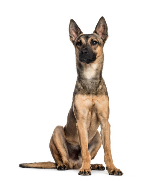istock Malinois dog, 2 years old, sitting in front of white background 1137958081