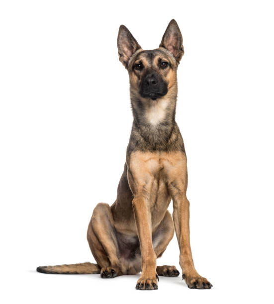 istock Malinois dog, 2 years old, sitting in front of white background 1137958085