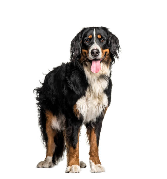 istock Bernese Mountain Dog, 1 year old, in front of white background 1137958086
