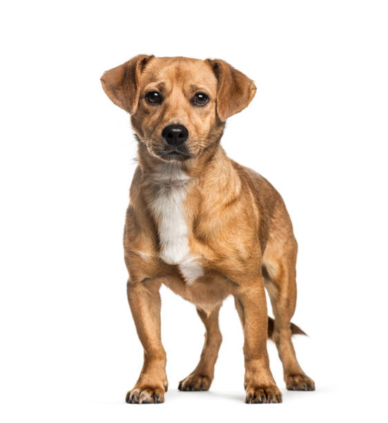 istock Mixed-breed dog, 1 year old, in front of white background 1137958100