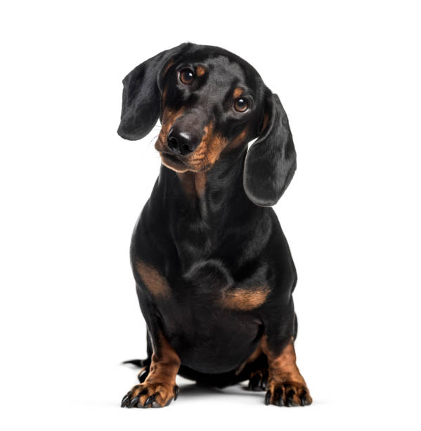 teckel, chien saucisse, 1 an, assis devant le fond blanc - dachshund color image dog animal photos et images de collection
