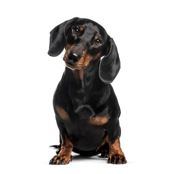 Dachshund, sausage dog, 1 year old, sitting in front of white background