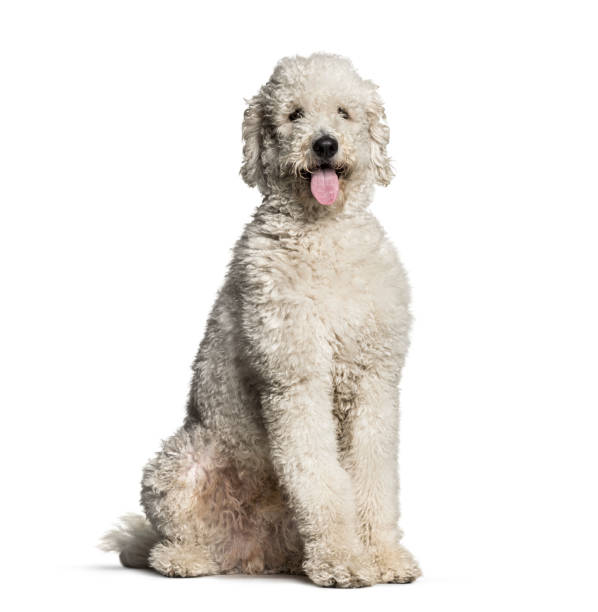 istock Labradoodle, 1 year old, sitting in front of white background 1137958157