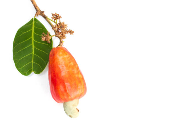 Fresh Cashew Nut Apple with green leaves isolated on white background stock photo