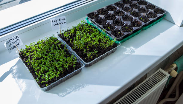 istock Sprouts of seedlings grow-image 1137958192