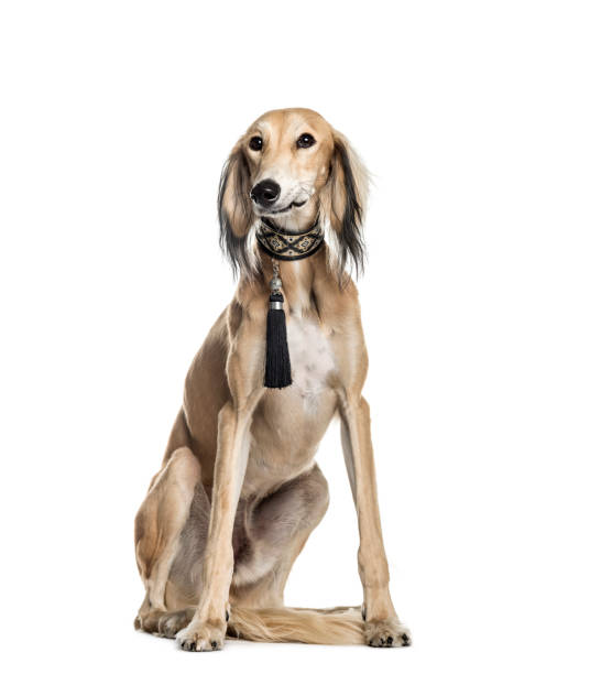 Saluki, 11 months old, sitting in front of white background Saluki, 11 months old, sitting in front of white background saluki stock pictures, royalty-free photos & images