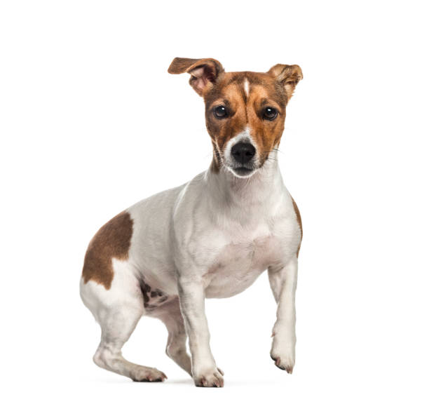 istock Jack Russell, 1 year old, in front of white background 1137958218