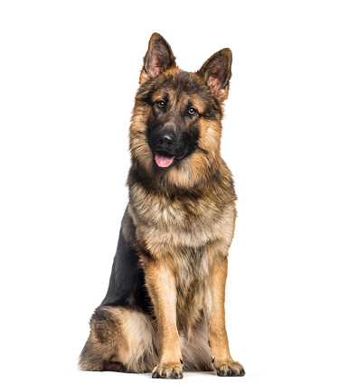 German Shepherd, 1 year old, sitting in front of white background