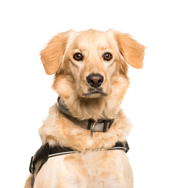 istock Mixed-breed dog, 3 years old, in front of white background 1137958255