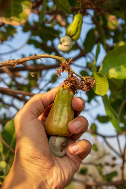 istock Hand picking a fresh cashew nuts hanging on a tree 1137958274