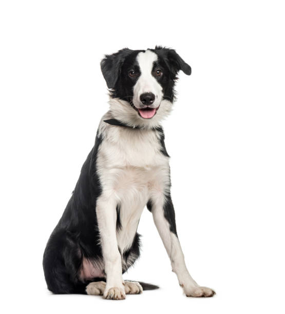 istock Border Collie, 6 months old, sitting in front of white background 1137958284