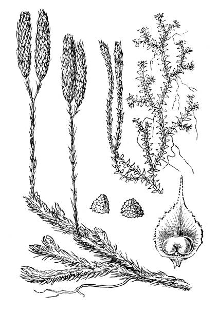 Lycopodium clavatum (stag's-horn clubmoss, running clubmoss, ground pine) Illustration of a Lycopodium clavatum (stag's-horn clubmoss, running clubmoss, ground pine) lycopodiaceae stock illustrations