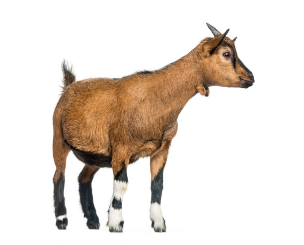 istock Young Goat, 4 months, standing in front of white background 1137958305