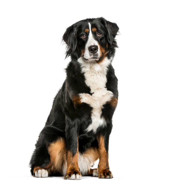 istock Bernese Mountain Dog sitting in front of white background 1137958320