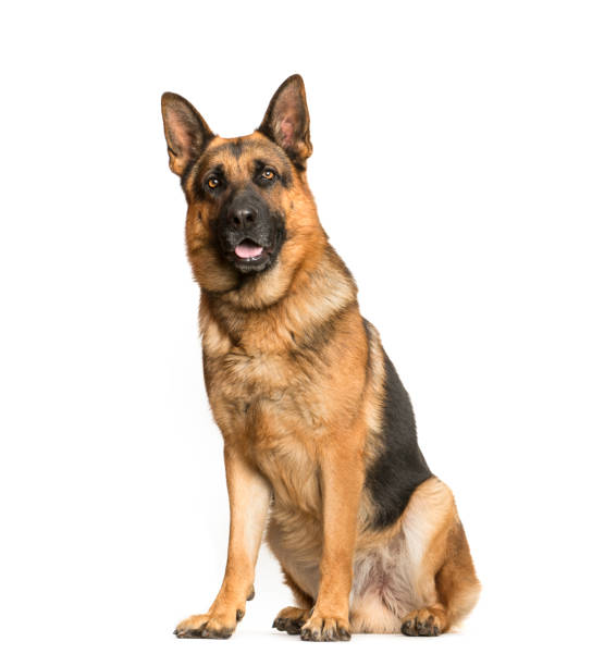 istock German Shepherd, 3 years old, sitting in front of white background 1137958334